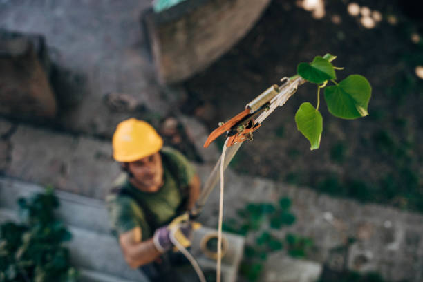 Best Leaf Removal  in Mayville, WI