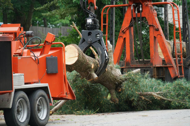 Mayville, WI  Tree Services Company